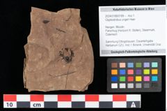 Foto (Objekt + Etikett) von Glyptostrobus ungeri Heer (NHMW-GEO-2024-0188-0189)